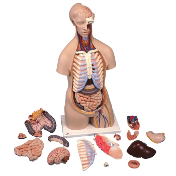 Modelos anatómicos do torso humano - J. ROMA, Lda.